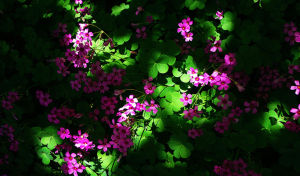 世界植物網 世界植物網