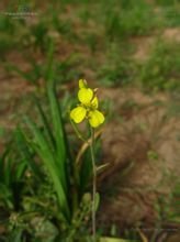芥菜籽植物形態-芥菜