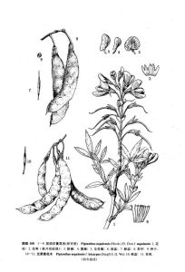 尼泊爾黃花木(原變型) 尼泊爾黃花木(原變型)