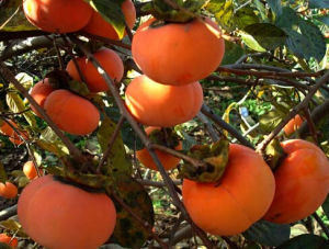 涉縣柿子 涉縣柿子