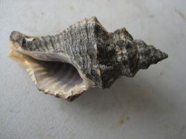 假主棒螺 假主棒螺