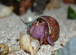 短腕寄居蟹 短腕寄居蟹