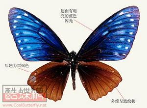 藍鳥翼鳳蝶