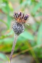 林風毛菊 林風毛菊