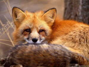 Red fox