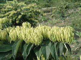 小沙江金銀花 小沙江金銀花