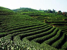 龍井茶園 龍井茶園