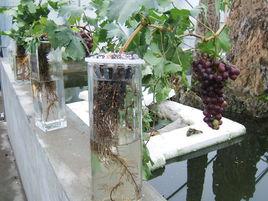 早瑪瑙葡萄 早瑪瑙葡萄