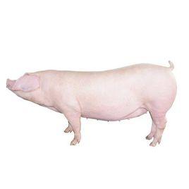 長白豬 長白豬