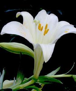 長日照花卉 長日照花卉