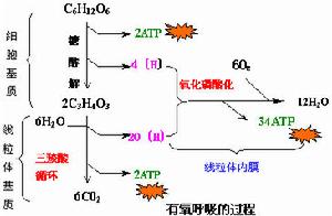 （圖）有氧呼吸