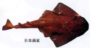 日本扁鯊