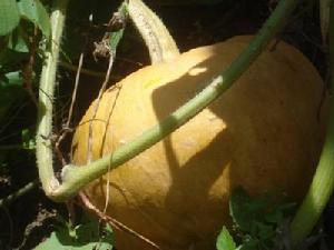 光岩村特色產業－南瓜<a name="ref_[9]"></a>