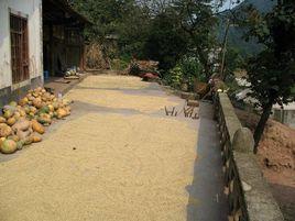 苦朝壩自然村 苦朝壩自然村