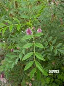 中藥甘草 中藥甘草