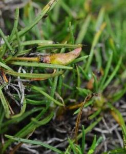 狹葉叢菔(變型) 狹葉叢菔(變型)