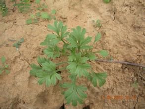 異葉薯蕷 異葉薯蕷