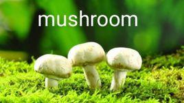 mushroom[英語單詞]