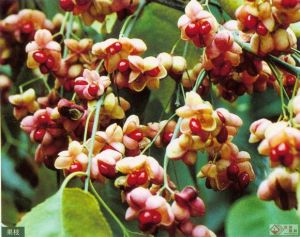 衛矛葉鏈珠藤 衛矛葉鏈珠藤