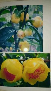 防普金花茶 防普金花茶