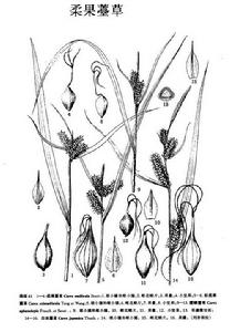 柔果薹草 柔果薹草