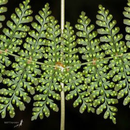 貢山蛾眉蕨 貢山蛾眉蕨