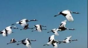 黑龍江扎龍國家級自然保護區