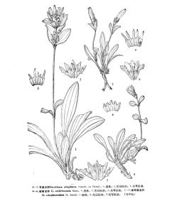 耳褶龍膽 耳褶龍膽