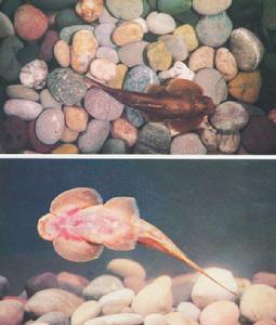 大眼間吸鰍 大眼間吸鰍