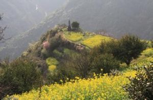 江灣地自然村 江灣地自然村