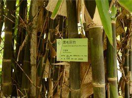 版納庫-黑毛巨竹群體