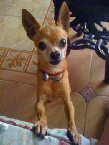 迷你杜賓犬 迷你杜賓犬