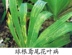 鳶尾鏽病 鳶尾鏽病