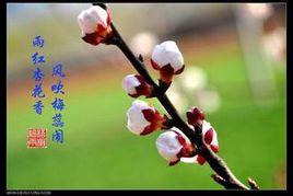 霧裡看花水中月 霧裡看花水中月