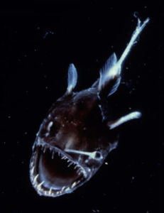 黑角安康魚 黑角安康魚