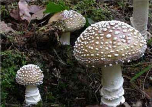 豹斑鵝膏 豹斑鵝膏