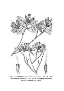 疏花糙葉杜鵑 疏花糙葉杜鵑