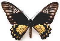 半島楔紋裳鳳蝶(雌)