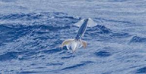 飛翔中的太平洋褶魷魚