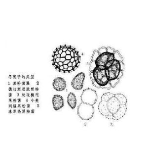 冬孢菌綱 冬孢菌綱