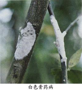 柑橘膏藥病 柑橘膏藥病