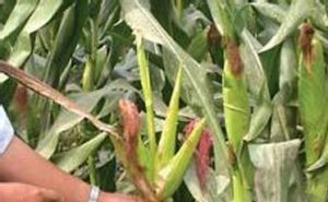 玉米雌雄花期不協調 玉米雌雄花期不協調