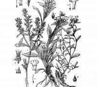 天山軟紫草 天山軟紫草