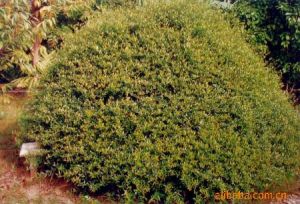 尖葉木樨攬 尖葉木樨攬