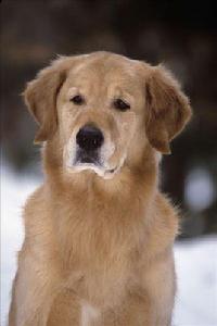 普通家犬 普通家犬