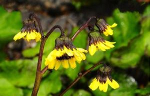 黑穗橐吾 黑穗橐吾