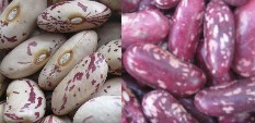 白斑豆和紅斑豆