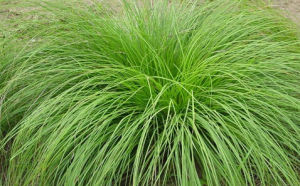 基花苔草 基花苔草