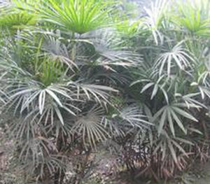 絲狀棕竹 絲狀棕竹