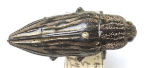 日本松吉丁蟲 日本松吉丁蟲